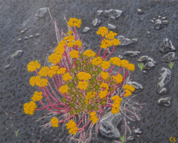 Painting: Bejequillo Canario